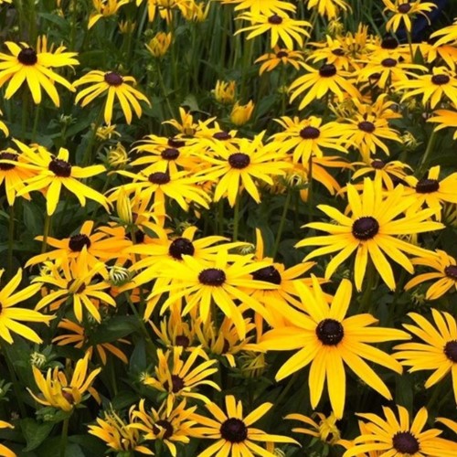 Orange Coneflower Goldsturm - Rudbeckia (Six-pack)