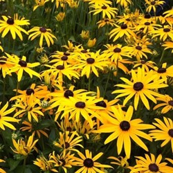 Zonnehoed Goldsturm - Rudbeckia (Driepack)